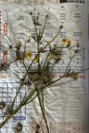 Ranunculus sardous