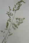 Poa trivialis