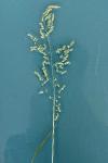 Poa trivialis