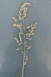 Poa trivialis