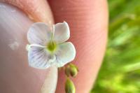 Veronica scutellata