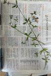 Galium palustre