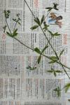 Galium palustre