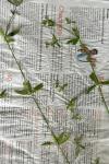 Galium palustre