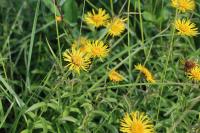 Inula salicina