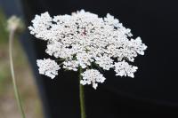 Daucus carota