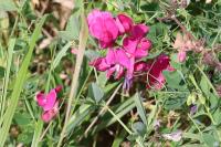 Lathyrus tuberosus