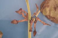 Aristolochia clematitis