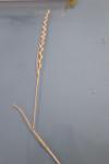 Lolium perenne