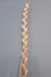 Lolium perenne