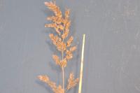 Poa trivialis