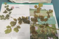 Thalictrum flavum