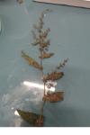 Rumex conglomeratus