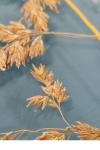 Poa pratensis