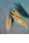 Calamagrostis epigejos
