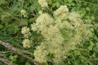 Thalictrum flavum
