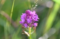 Anacamptis pyramidalis