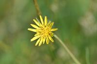 Tragopogon pratensis