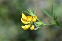 Lathyrus pratensis