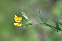 Lathyrus pratensis