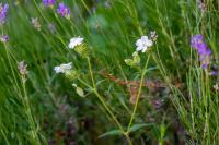 Silene latifolia