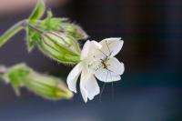 Silene latifolia
