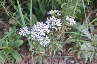 Iberis amara