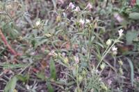 Chaenorhinum minus