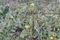 Erysimum cheiranthoides