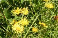 Inula salicina
