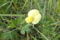 Lotus maritimus