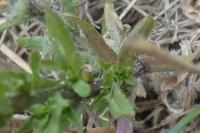 Jasione montana