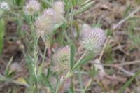 Trifolium arvense
