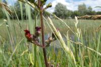 Scrophularia auriculata