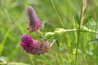 Trifolium rubens