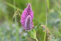 Trifolium rubens