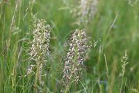 Himantoglossum hircinum