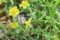 Helianthemum nummularium