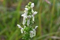 Stachys recta