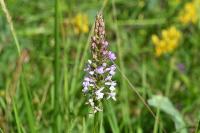 Gymnadenia conopsea