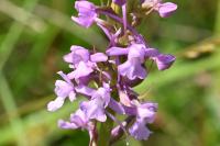 Gymnadenia conopsea