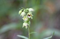 Epipactis muelleri