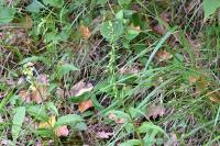 Epipactis muelleri