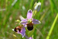 Ophrys apifera