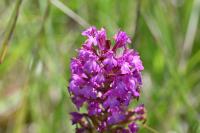 Anacamptis pyramidalis