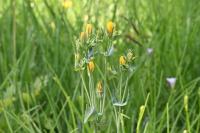 Blackstonia perfoliata