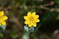 Blackstonia perfoliata