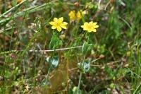 Blackstonia perfoliata