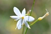 Anthericum ramosum