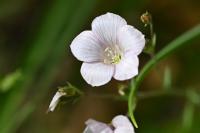 Linum appressum